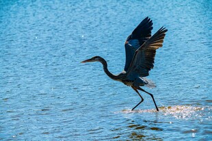 蓝鹭踏水展翅瞬间