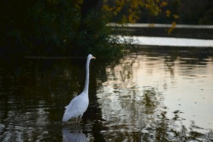 水边伫立的优雅白鹭