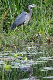 水边伫立的灰鹭