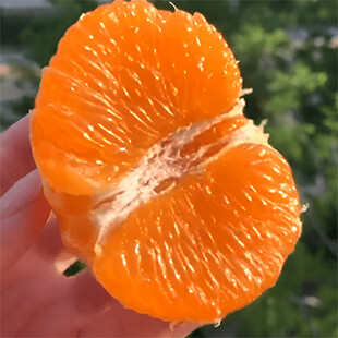 橙子