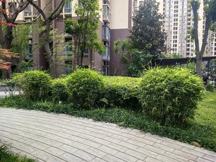 绿植摄影