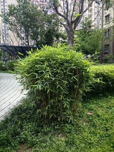 凤尾竹