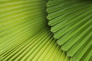 翠绿扇形叶片特写