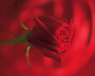 娇艳红玫瑰特写