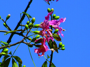 枝头绽放的艳丽粉色花朵