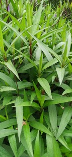 野草