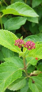 花丛