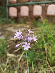 紫色小花