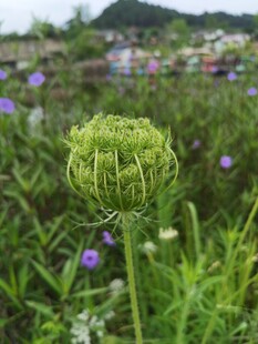 球状花苞