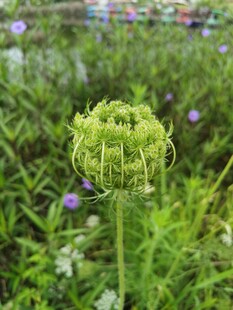 花苞