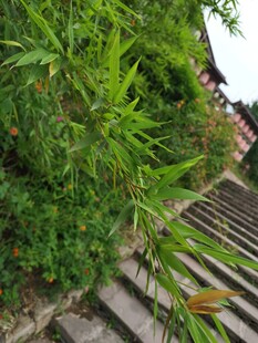 竹丫