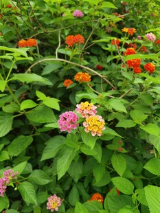 花丛