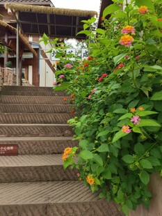 花坛