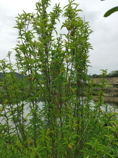 桃树