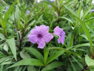 紫色小花