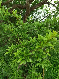 石榴叶
