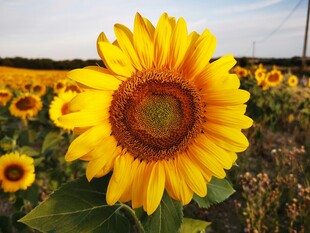 向日葵花田中的灿烂花朵