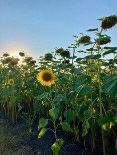 夕阳下的向日葵花田