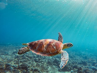 海底遨游的海龟