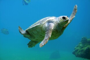 海中遨游的绿海龟