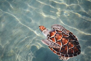 水中畅游的斑斓海龟