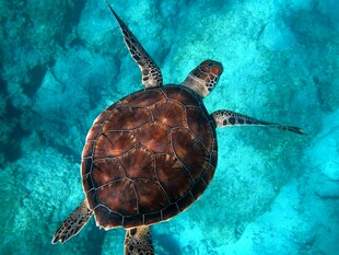 海洋中的绿海龟