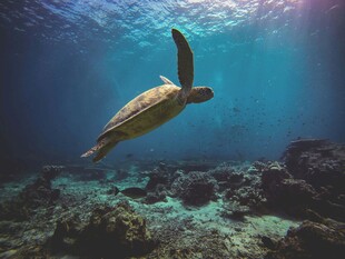 深海中游弋的绿海龟