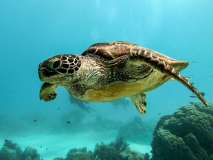海龟在清澈海水中优雅游动