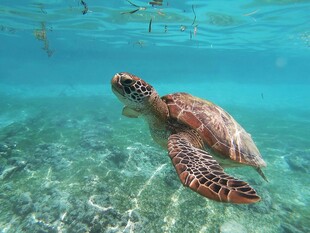 海龟在清澈海水中畅游