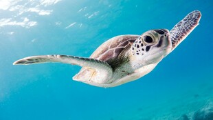 海中遨游的绿海龟