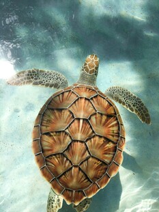 水中遨游的美丽海龟