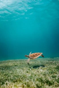 海龟在海底的悠然一刻