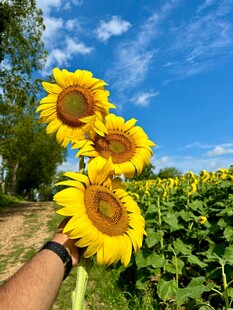 手持向日葵于灿烂花田
