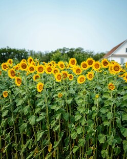 向日葵花田与远处小屋