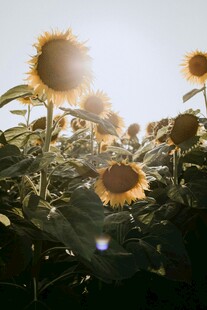 阳光下的向日葵花海