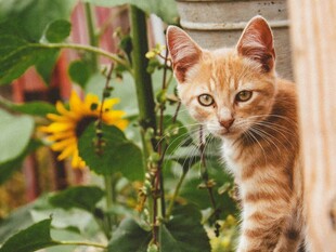 阳光下的橘猫与向日葵