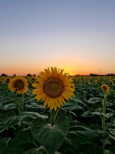 夕阳下的向日葵花田
