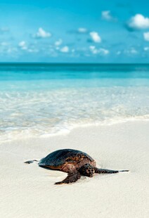 海滩上的海龟