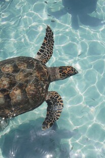 海龟在清澈海水中畅游
