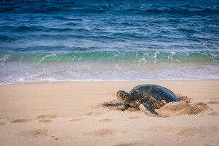 沙滩上的海龟