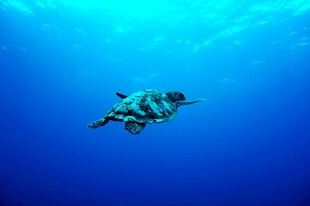 深海中的潜水员