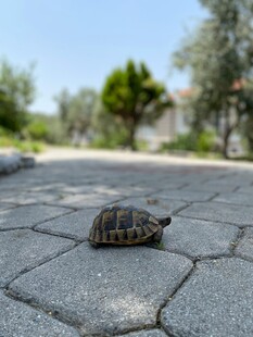 石板路上的小海龟