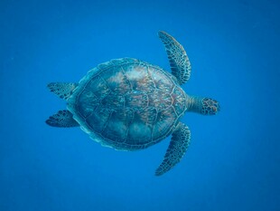蓝色海洋中的绿海龟