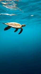 海中遨游的小海龟