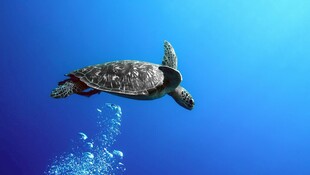 海中遨游的绿海龟