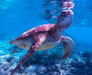 海龟在海底畅游的美丽瞬间