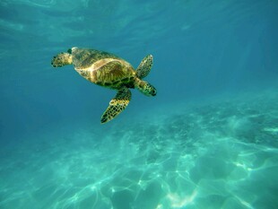 海龟在清澈海水中畅游