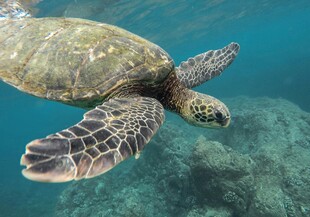 海中遨游的绿海龟