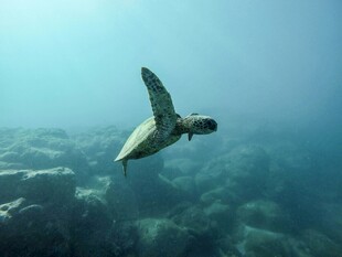 海龟在海底优雅游动