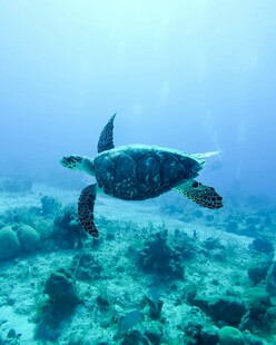 海龟畅游于斑斓海底世界